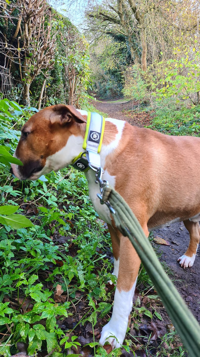 Customer photo review of 4cm Slip on Collar | Foam Padded - Metal Grey x Neon