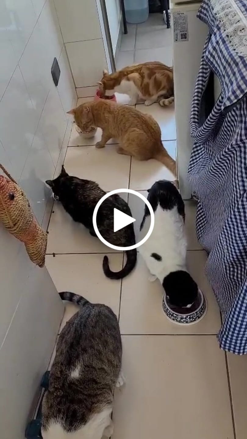Customer video review of Bio Cat Adulto 10kg