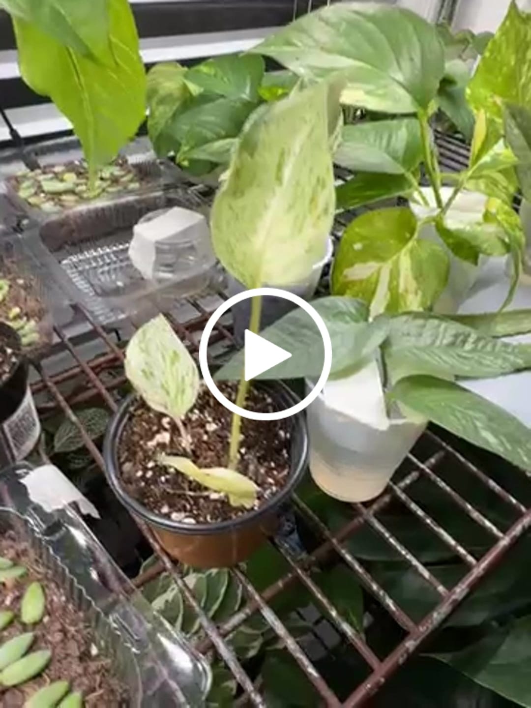 Customer video review of Snow Queen Pothos Single Starter Plant in a 1.5" Pot - Epipremnum Aureum 'Snow Queen' - Variegated Pothos -  Office Plant, Gift Plant