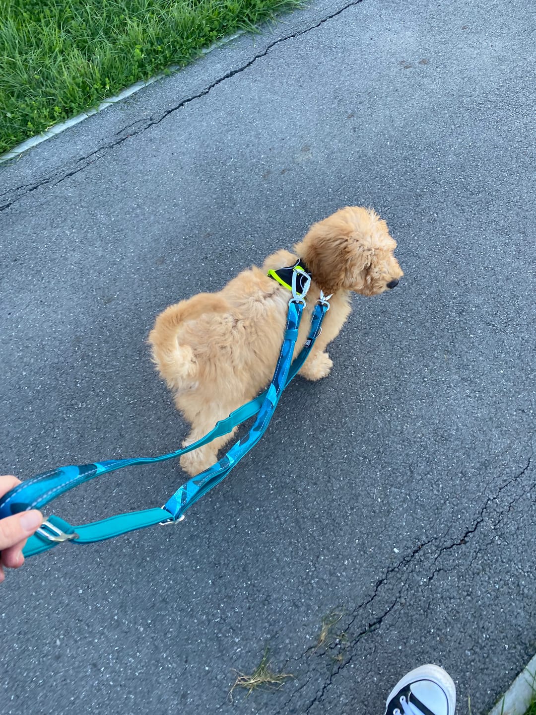 Customer photo review of Multi-Way Lead