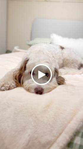 Customer video review of The Bouclé Blanket