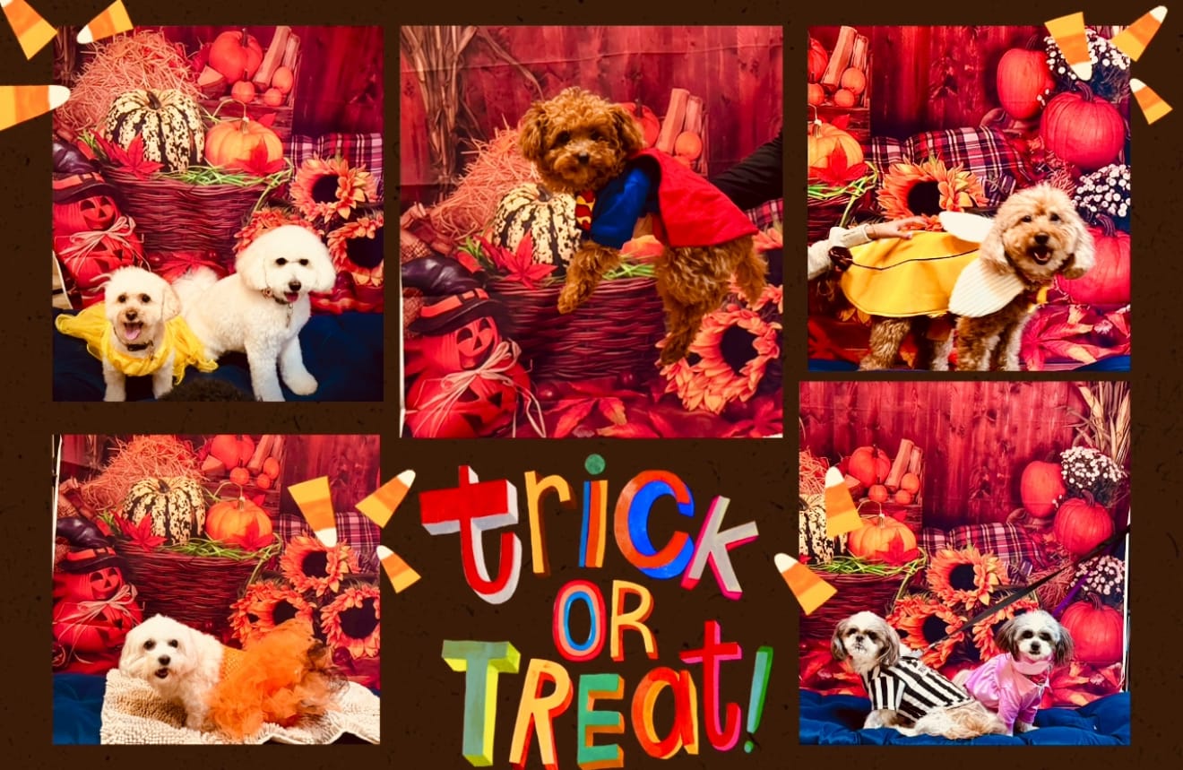 Customer photo review of halloween party photo booth backdrop wood floor backdrop for picture Pumpkin Lantern photography background ghost photo props for kids