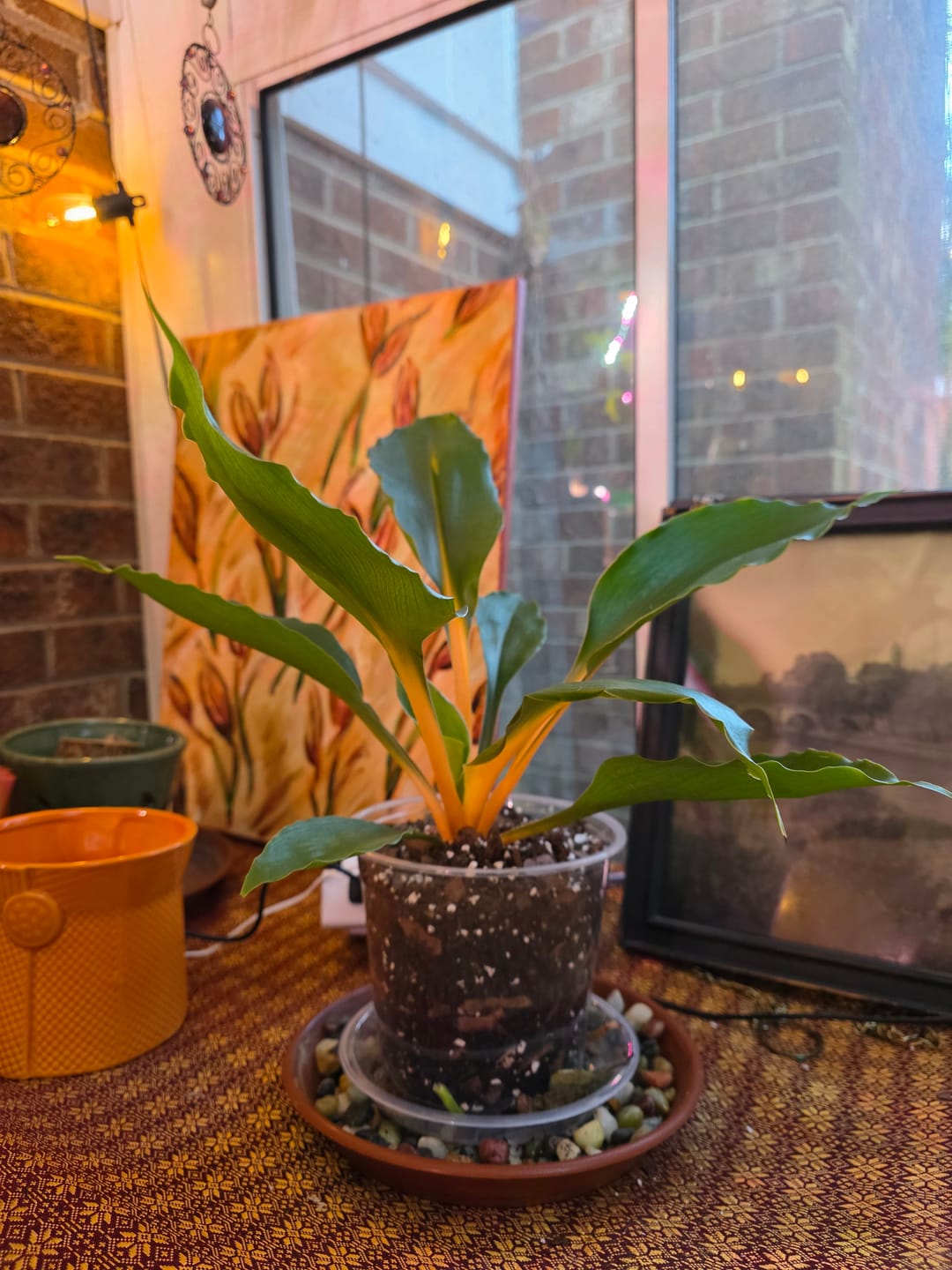 Customer photo review of Chlorophytum 'Fire Flash' 'Mandarin Orange'