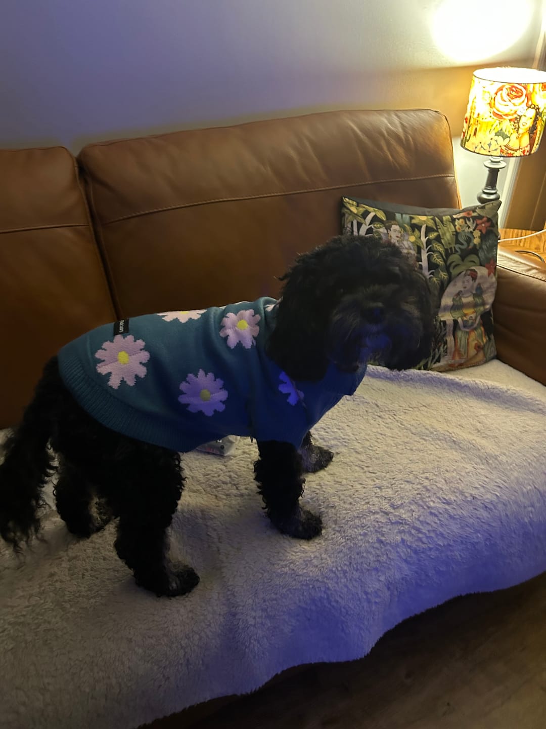 Customer photo review of Flower Knit Dog Sweater