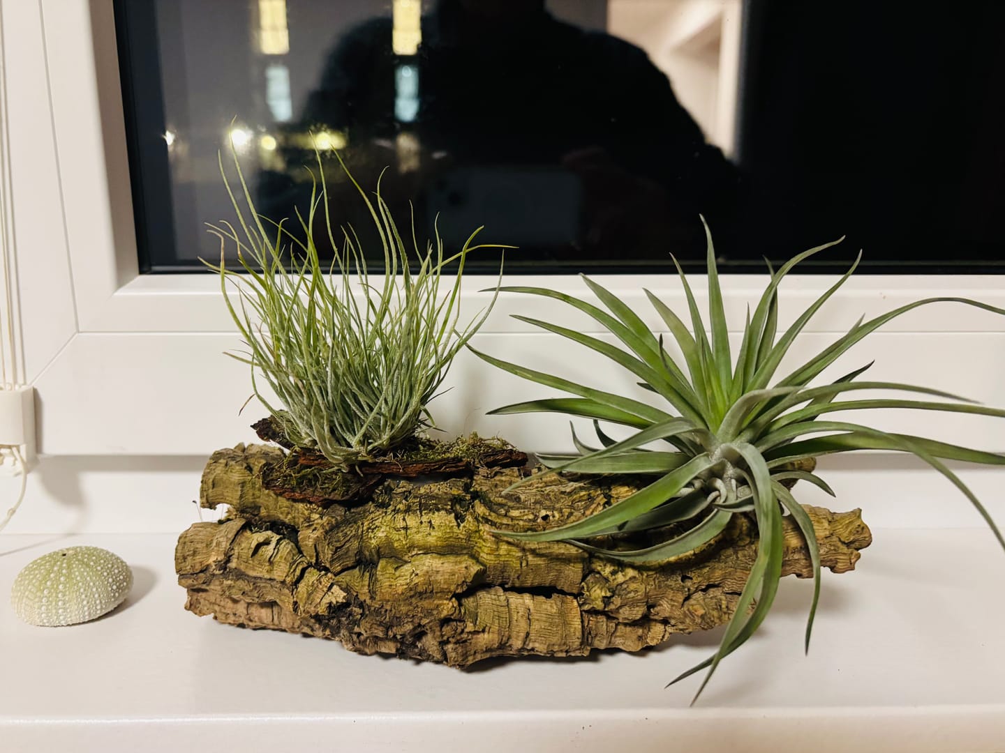 Customer photo review of Tillandsia schiedeana major - Mini Pulk