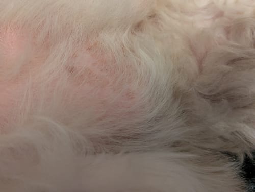 Customer photo review of Petsmont Buddy Guard Medium Dog