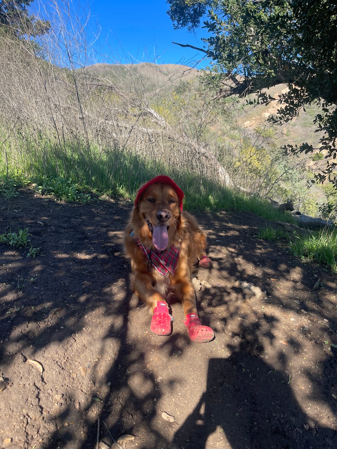Customer photo review of WagWellie® Mojave Single