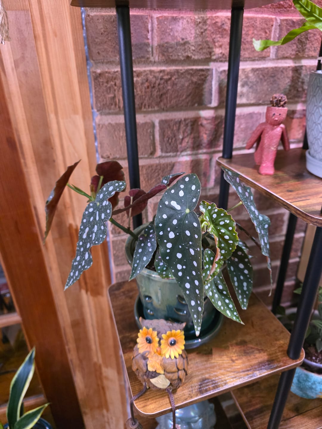 Customer photo review of Begonia maculata