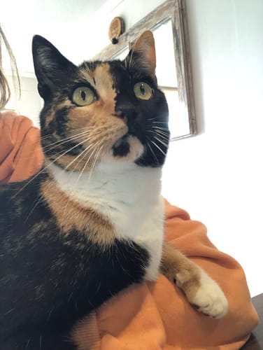 Customer photo review of BRAVERY SALMON ADULT CAT STERILIZED 2 KG| Gato Adulto Esterilizado Salmón 2Kg