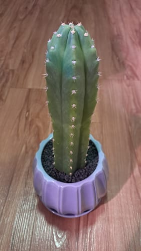 Customer photo review of Trichocereus Pachanoi Cuttings | San Pedro Cactus Cuttings