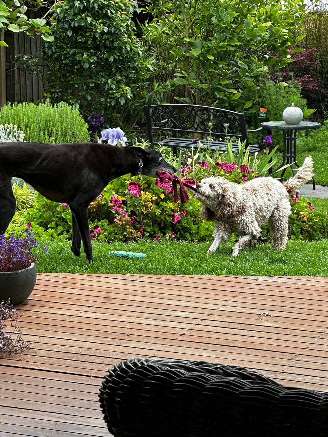 Customer photo review of GroomMate Pet Grooming Kit