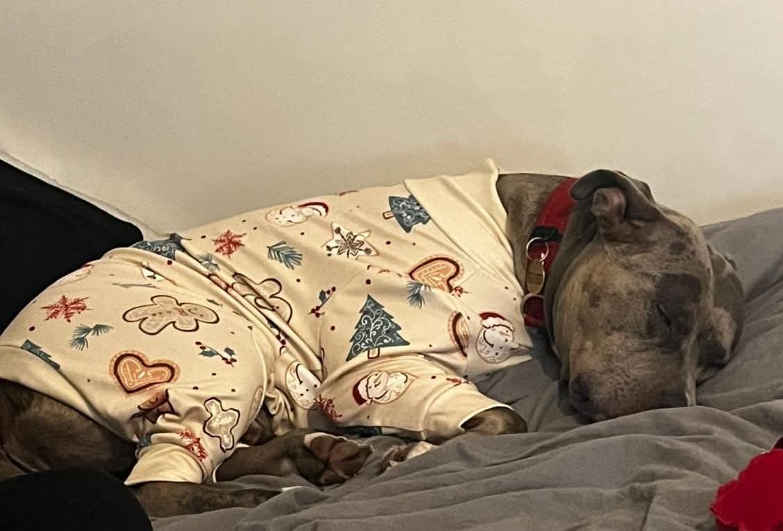 Customer photo review of Dog Christmas Pajama - Frosty Night