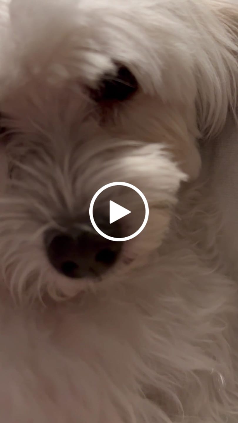 Customer video review of Allergietest - Gräser, Milben & Co. Hund