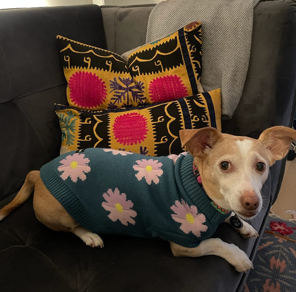 Customer photo review of Flower Knit Dog Sweater