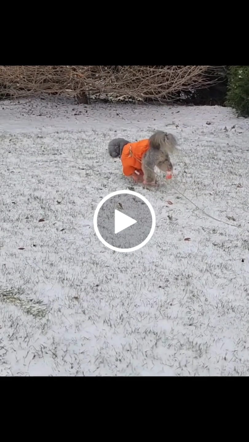 Customer video review of WagWellies® Mojave Neon Orange