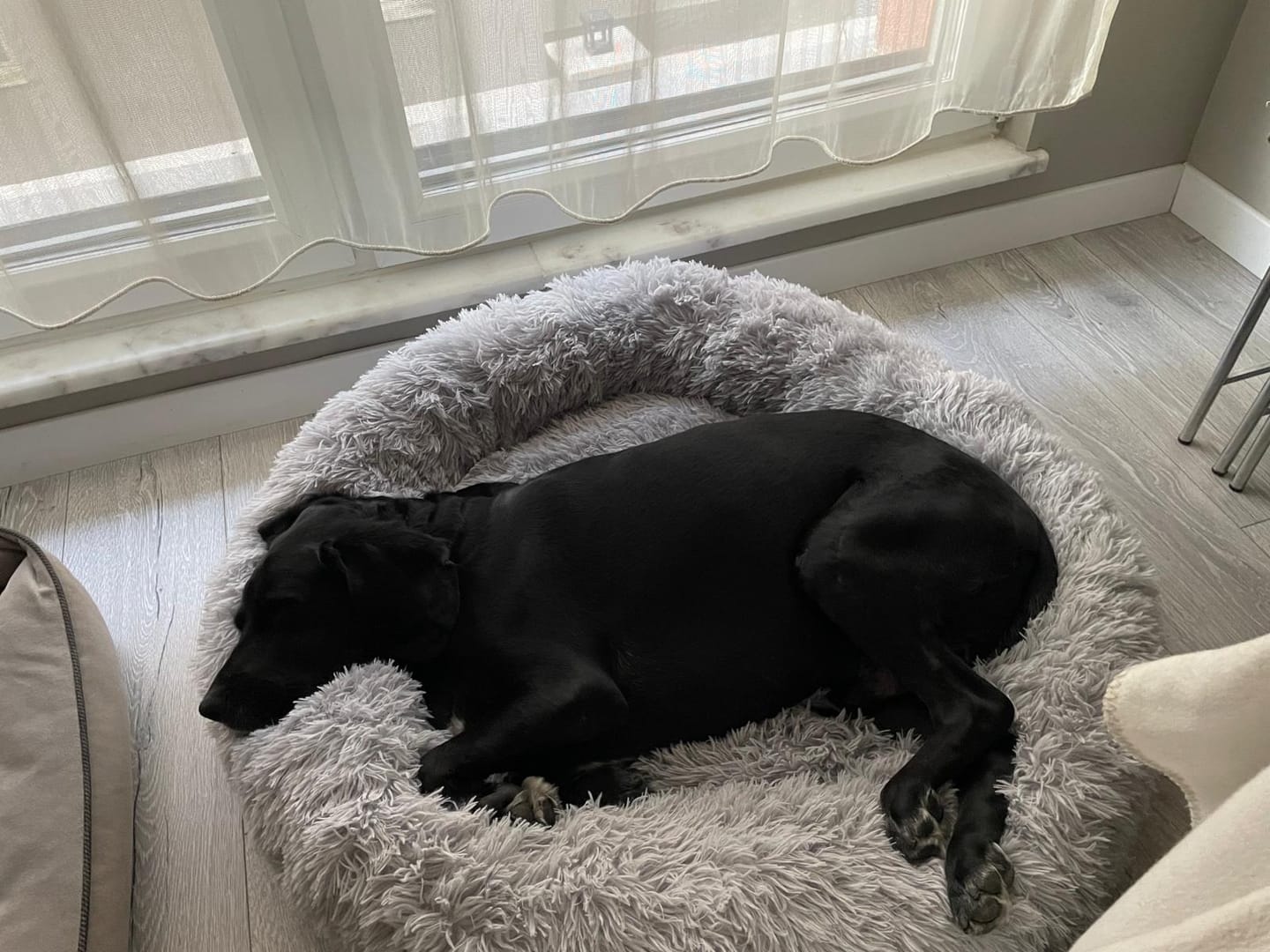 Customer photo review of Mellowpurr Huzurlu Paws Yatağı | Süper Yumuşak