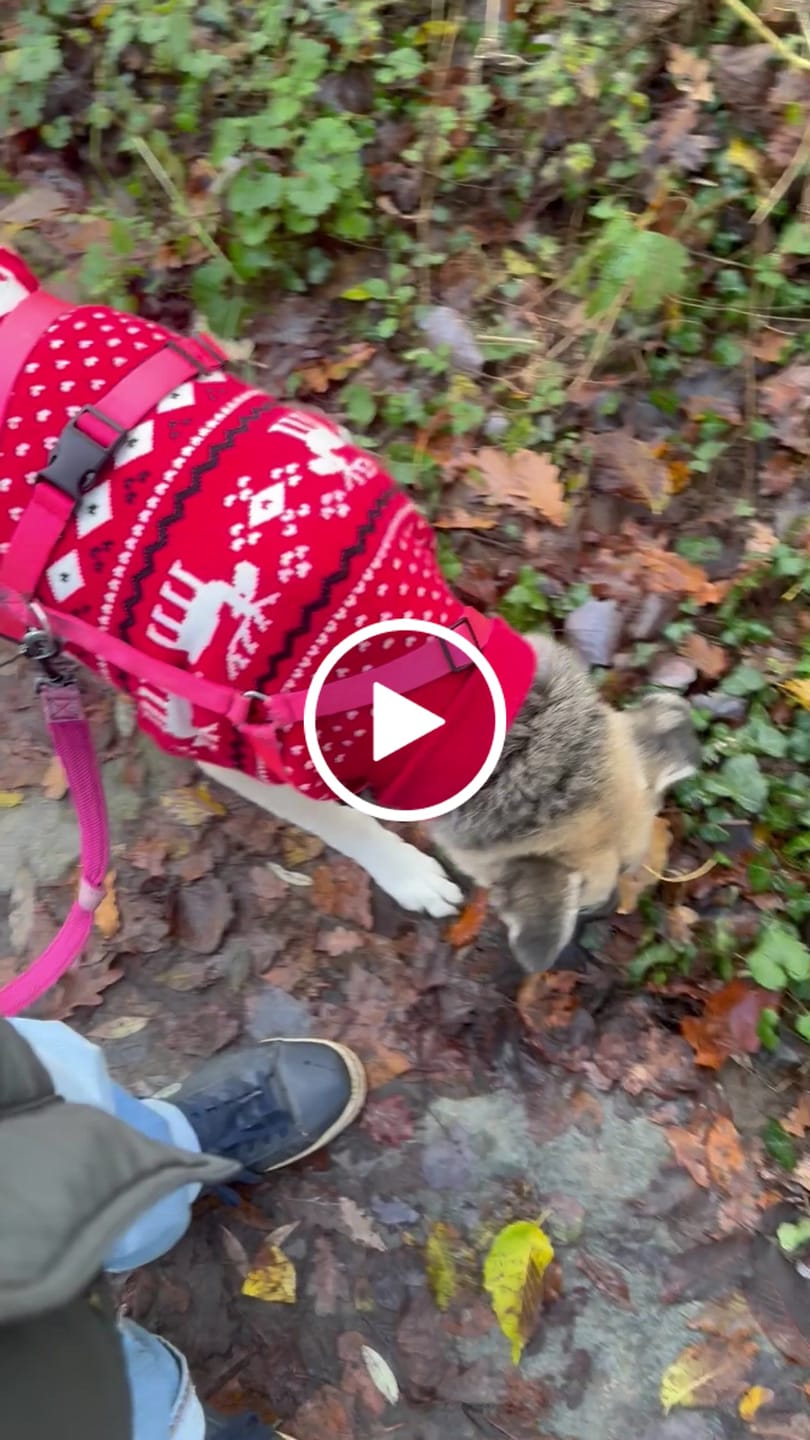 Customer video review of Christmas Knit Dog Sweater