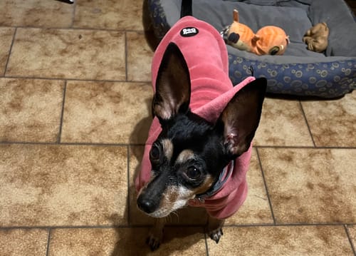 Customer photo review of Felpa in Pile con Cappuccio e Pon Pon Rossa