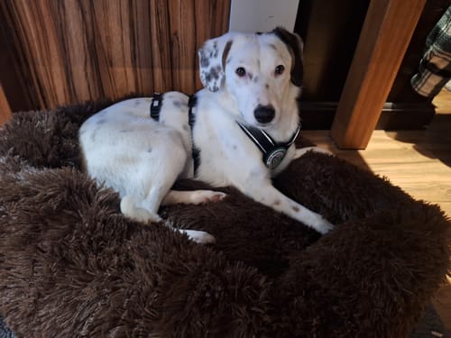 Customer photo review of Puppery Hundebett Wolke 7 - Das Original