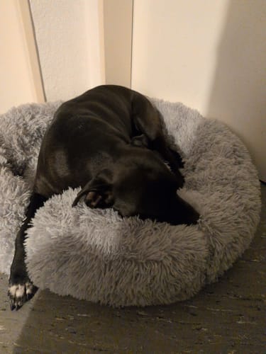Customer photo review of Hundebett - Katzenbett rund Wuscheldonut