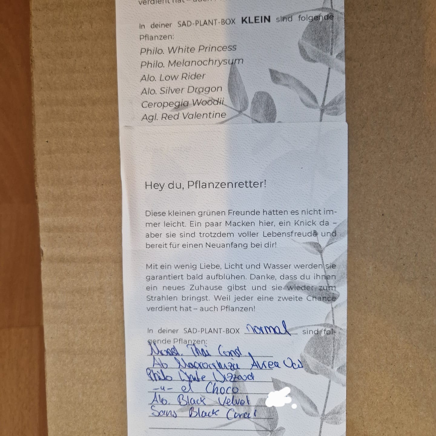 Customer photo review of SAD-PLANT-SET