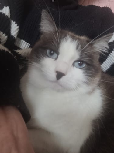 Avis photo d'un client sur Croquettes Chat Stérilisé Sans Céréales - Saumon