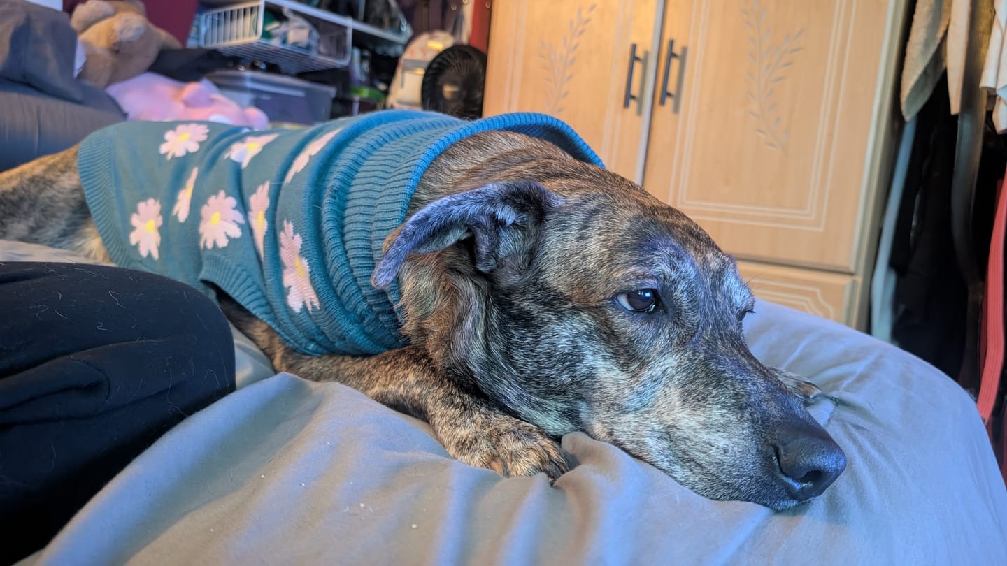 Customer photo review of Flower Knit Dog Sweater