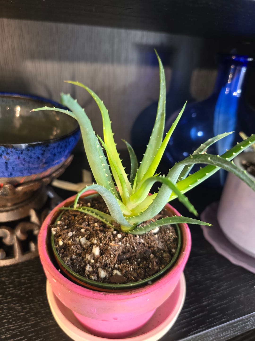 Customer photo review of Aloe ‘Solar Flare’