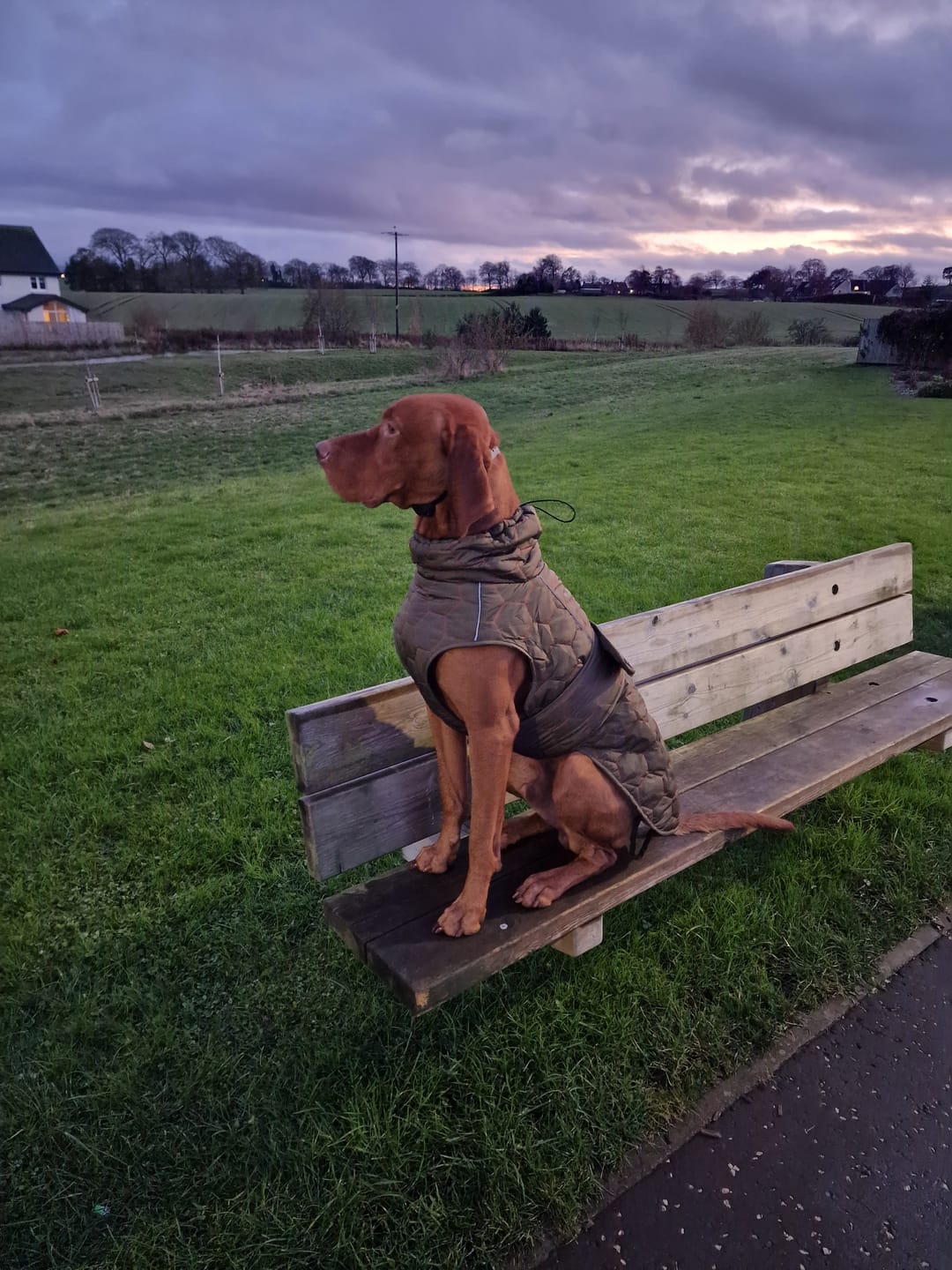 Customer photo review of Honey Comb Dog Coat