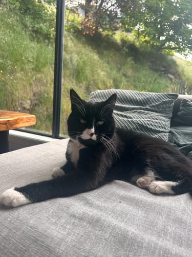 Customer photo review of Fit Litter