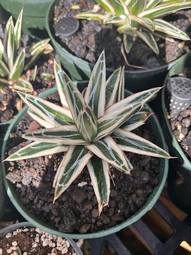 Customer photo review of Agave Victoriae Reginae ‘White Rhino’ | White Rhino Agave