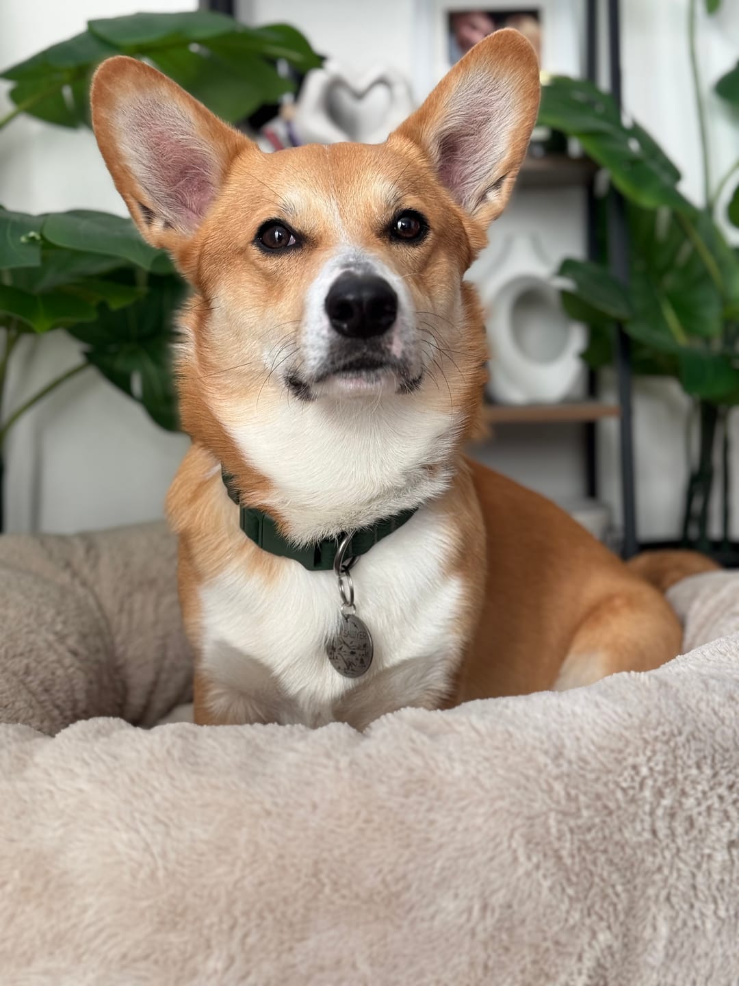 Customer photo review of Tidal Waterproof Collar
