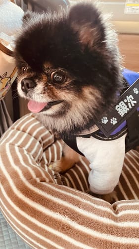 Customer photo review of FunFunPet 高機能ハーネス（お名前タグ作成サービス付き）