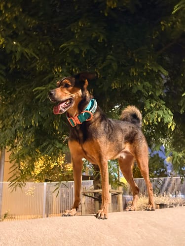 Customer photo review of 5cm Lighter Combat® Collar | With Handle Secure Clip - Turquoise x Orange