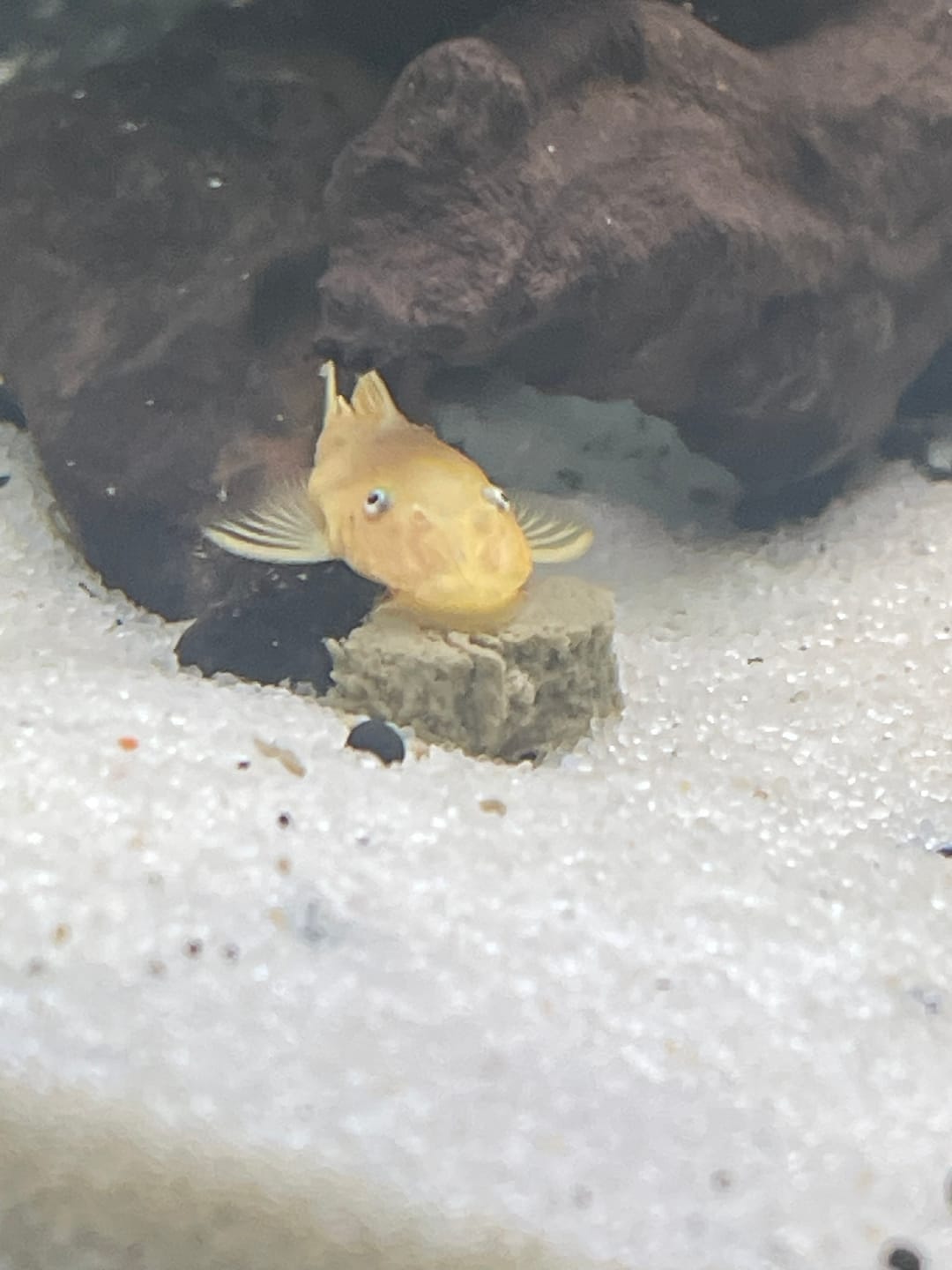 Customer photo review of L144a Blue Eye Lemon Bristlenose Pleco (2 Inches) "NEW"