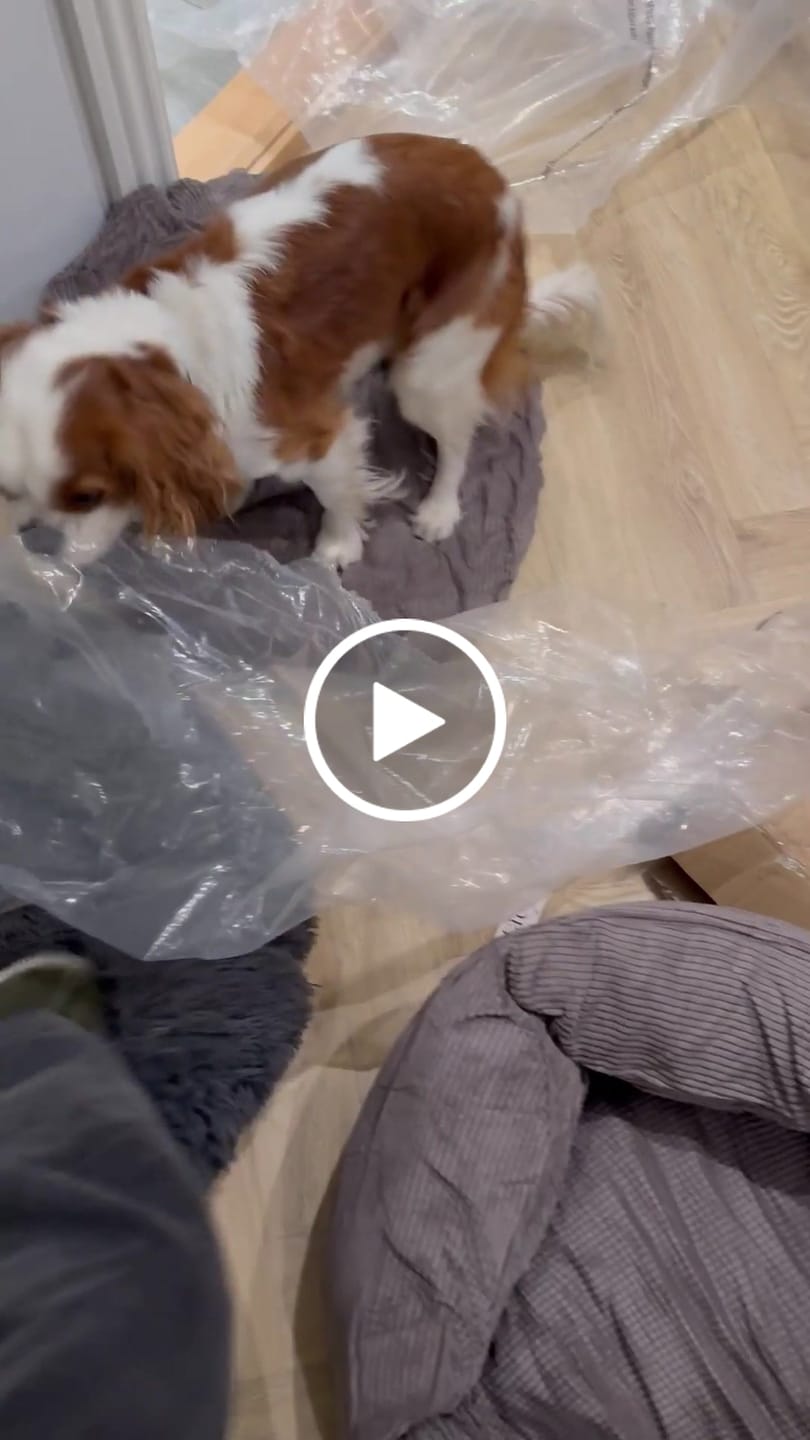 Customer video review of Staey - Luna 3.0 Hundeseng, Taupe Fløjl