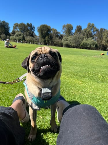 Customer photo review of Barktec 2-in-1 Anti-Bark and Remote Training Collar