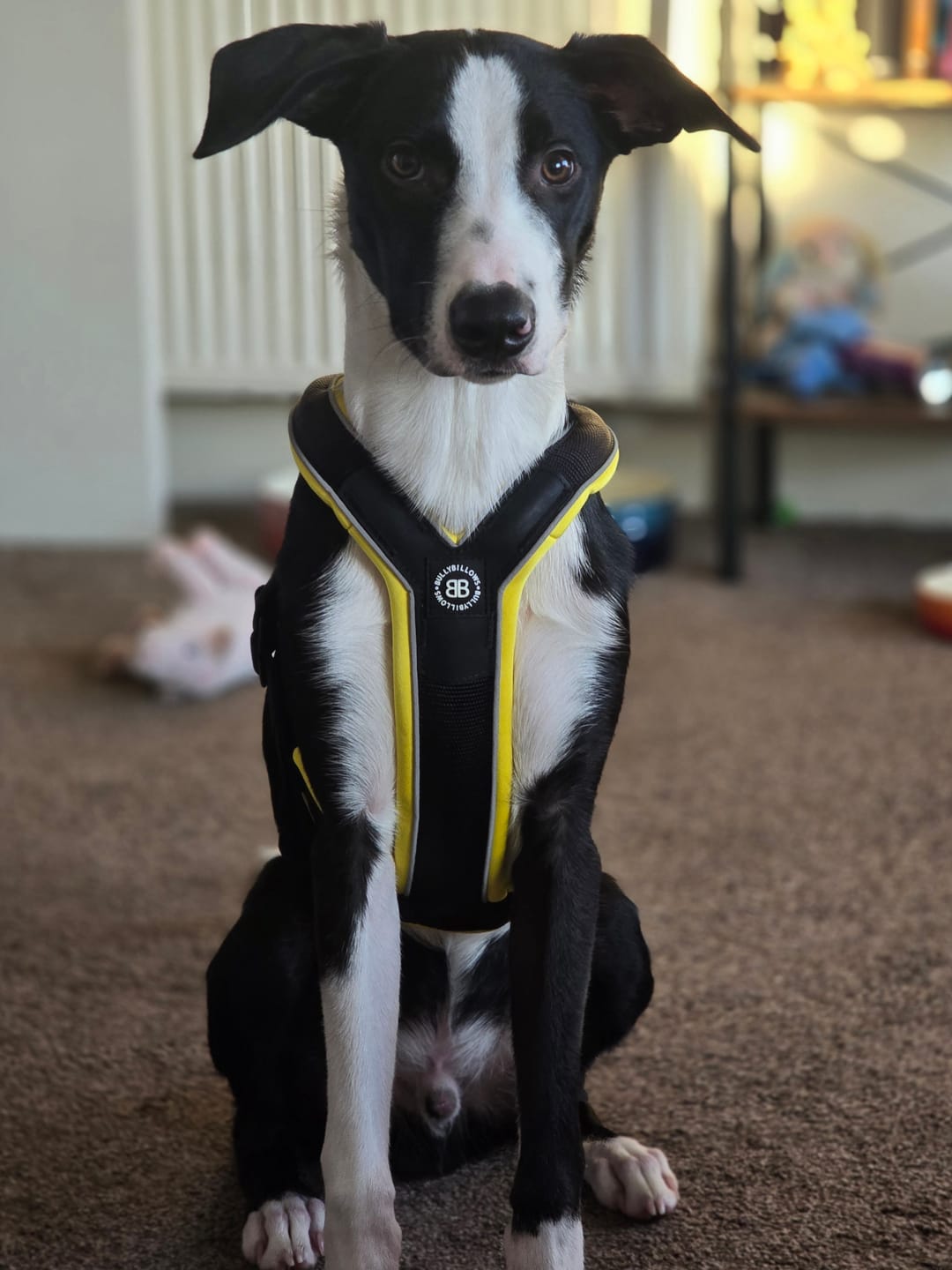 Customer photo review of Slip on Harness | Foam Padded - Black x Yellow