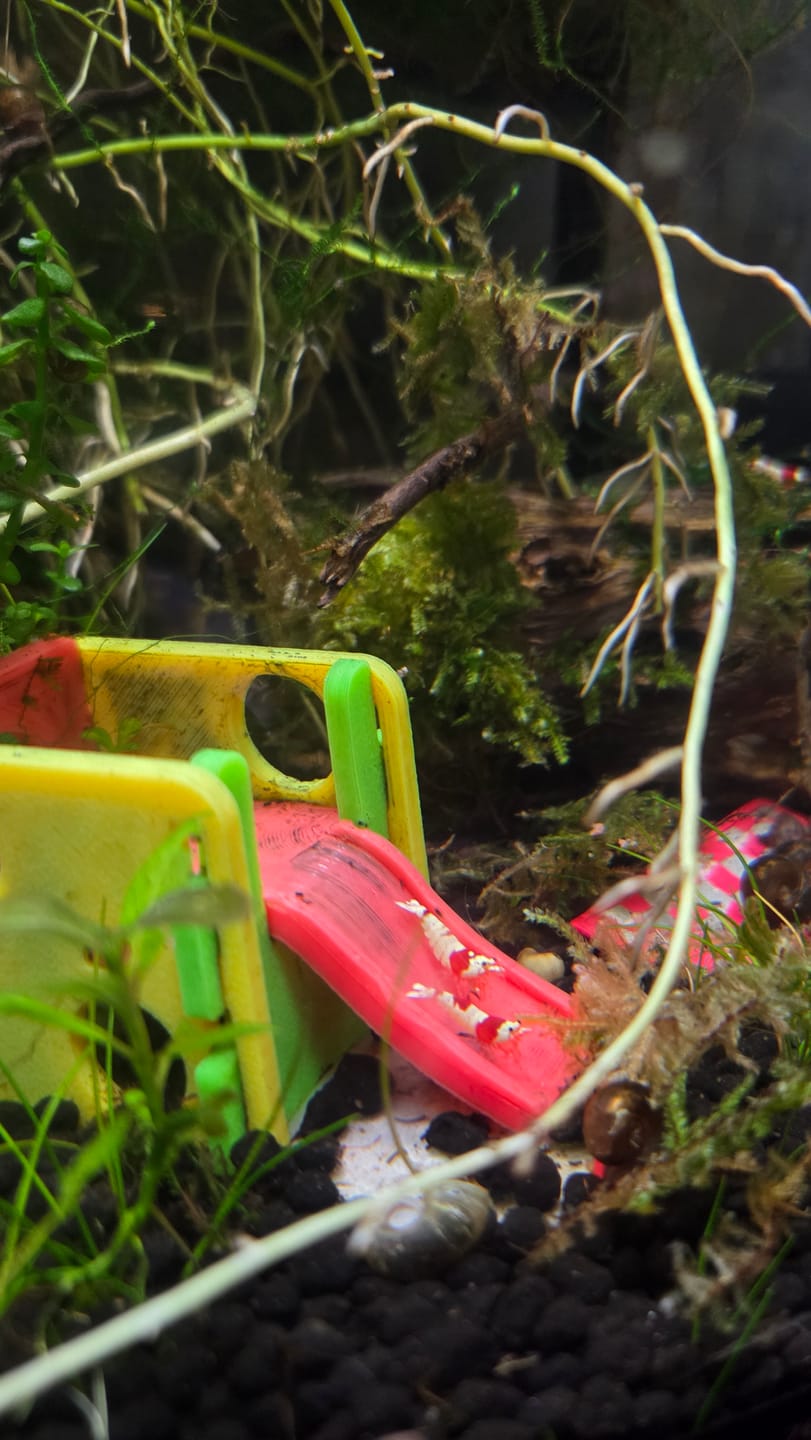 Customer photo review of Crystal Red Shrimp