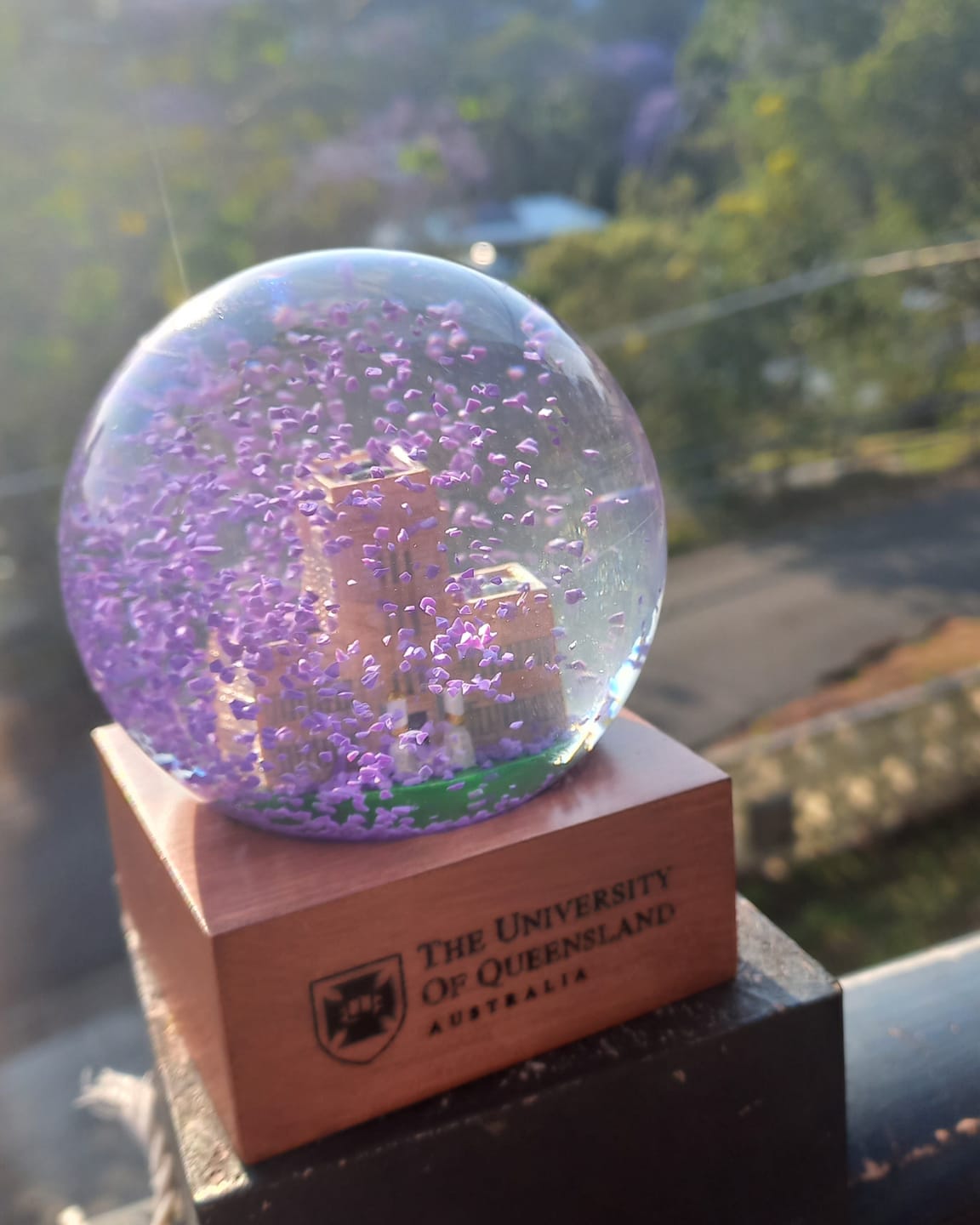 Customer photo review of UQ Jacaranda Globe
