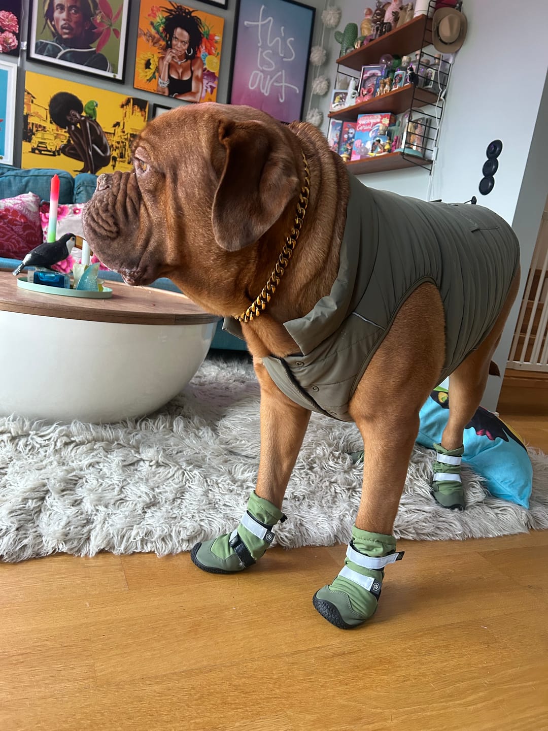 Customer photo review of Flex Shell Waterproof Dog Boots - Green