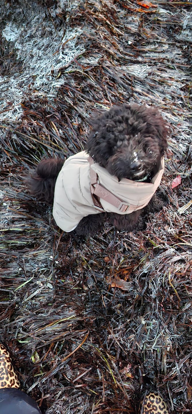Customer photo review of Staey - Vera Hundejakke m. sele, Sage