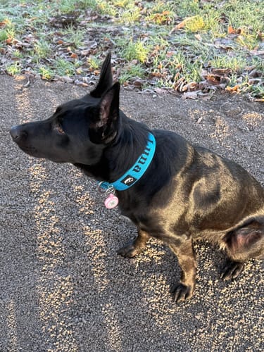 Customer photo review of Hundhalsband med namn