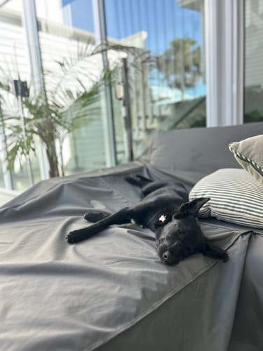 Customer photo review of Crocodile Tail Pieces