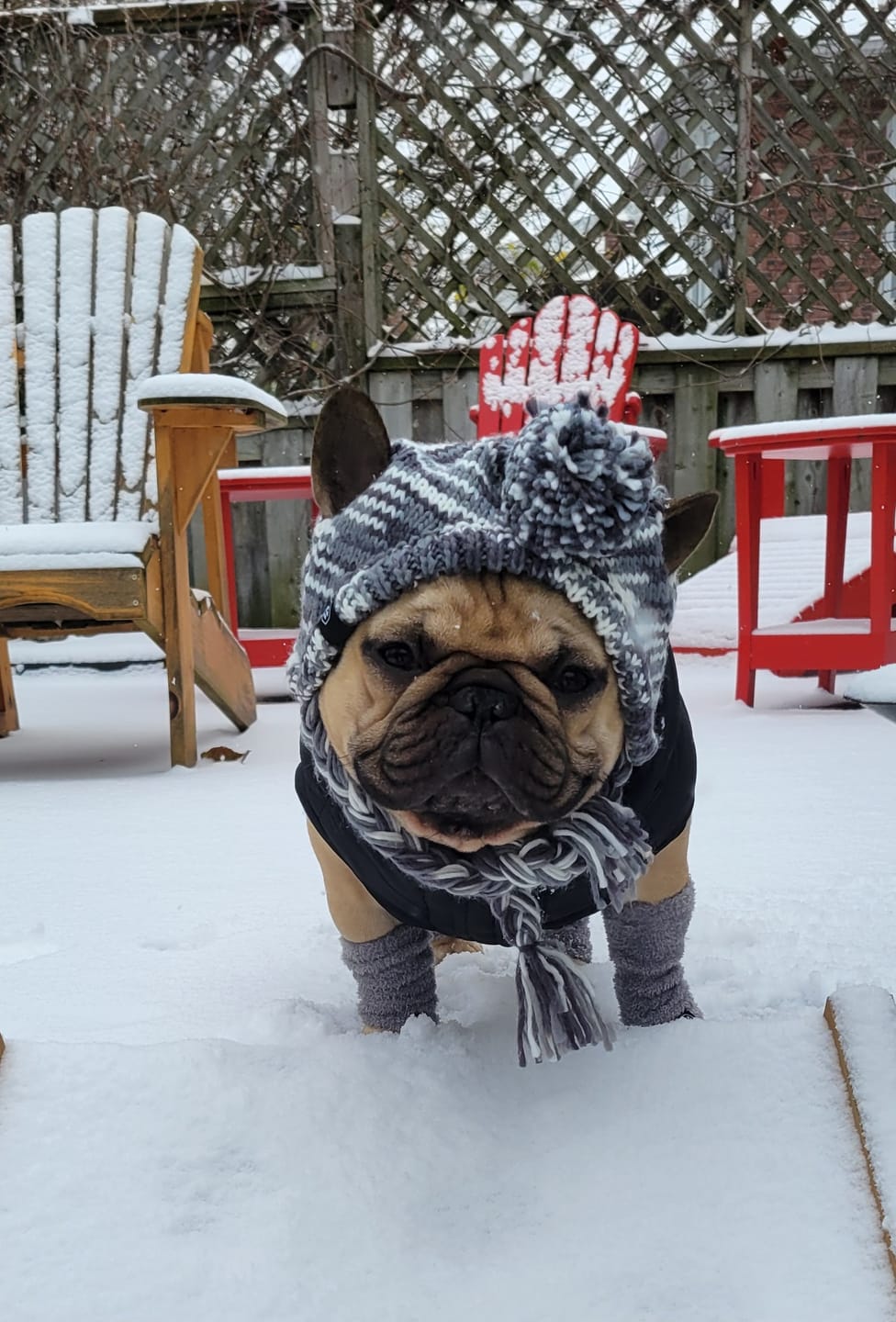 Customer photo review of Stretchy Fleece Dog Leg Warmer Sleeves - Grey