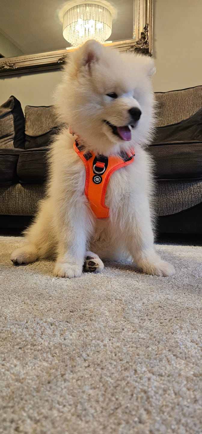 Customer photo review of Anti Pull Hurricane Harness Lighter | With Handle - Orange