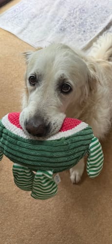 Isabella review of Disney© Lead - Winnie the Pooh image 1 out of 1