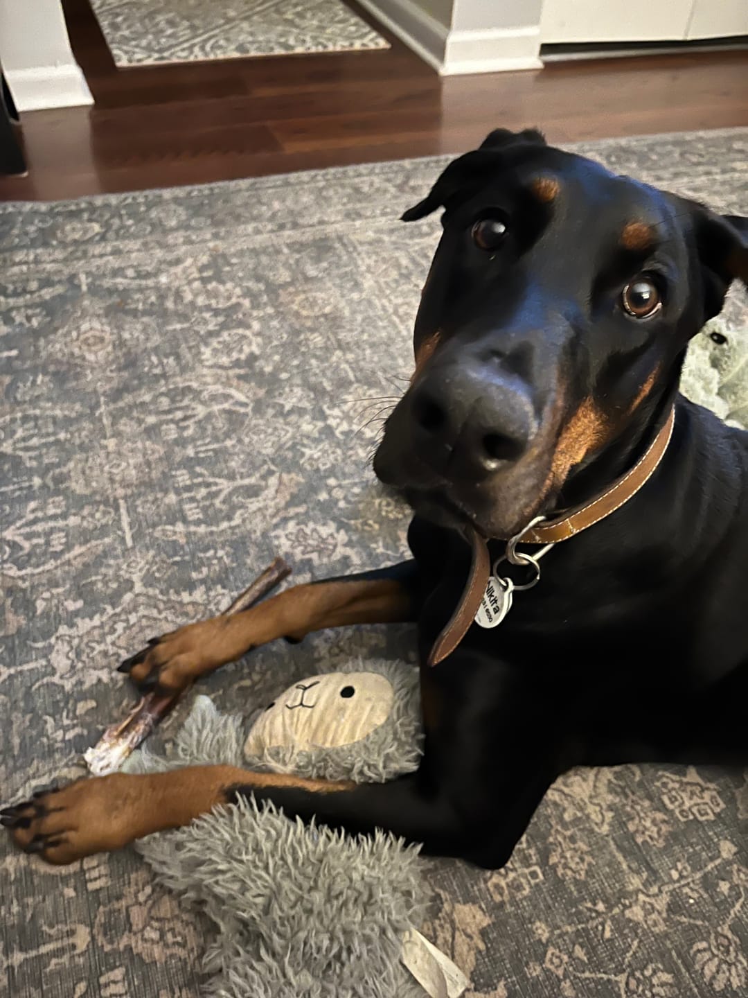 Customer photo review of 12 Inch Power Bully Sticks