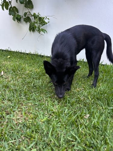 Customer photo review of Crocodile Jerky