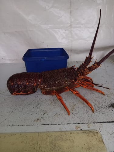 Customer photo review of Live NZ Red Crayfish
